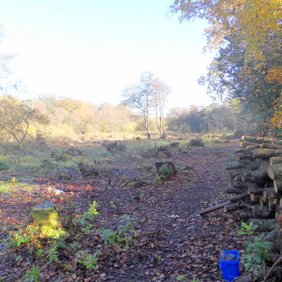 tree clearing