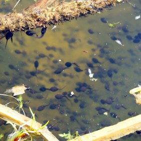 Tadpoles